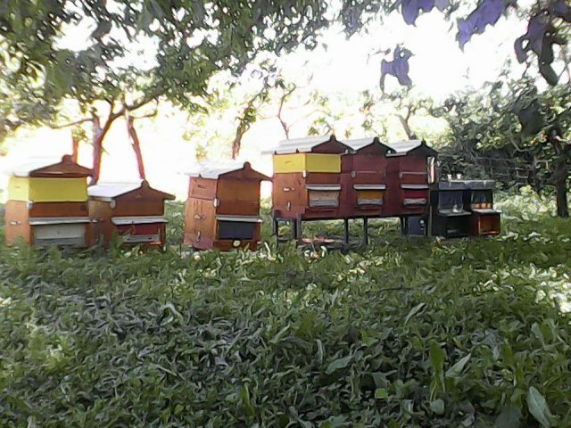 Primo Apiario 2015